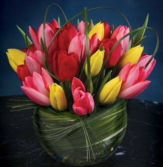 Rainbow tulips Rainbow tulips